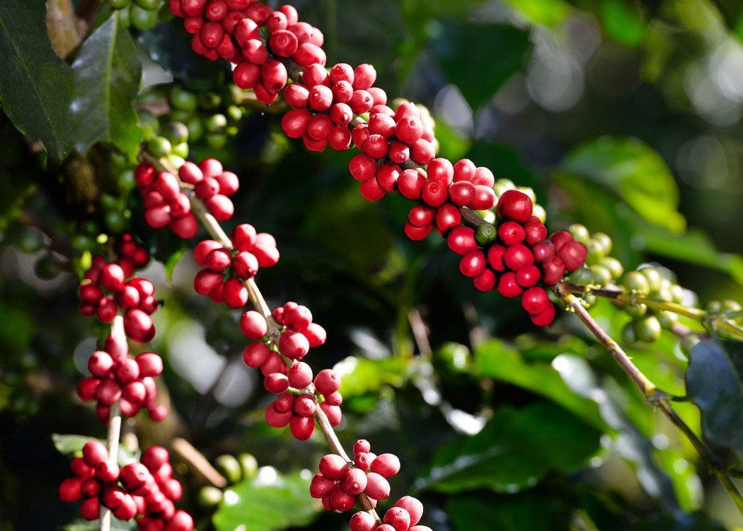 PT Anugrah Pertiwi Global - coffee product 1